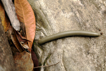 Centipede  animal with a black circular crust (Cylindroiulus caeruleocintus). Centipede over granitic rock and some dead dry leaves.