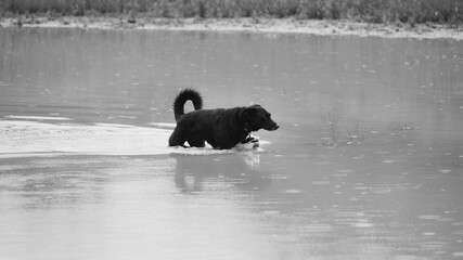 Pet dog wading through shallow water for active pet lifestyle outdoors.