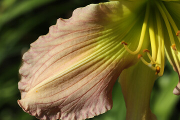 A detailed close-up of a pink-tinged flower petal with pale yellow stamens, showcasing texture, color, and natural beauty perfect for macro nature and stock use.