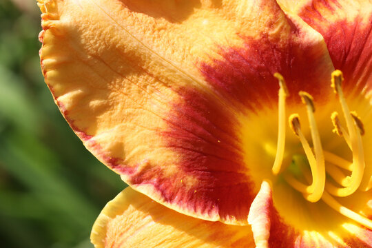 A vivid close-up of a daylily bloom, highlighting warm yellow and fiery orange petals and prominent stamens. Ideal for nature, floral, and garden imagery conveying energy and vitality.