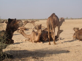 Beautiful picture of a cavaran, a large group of camels, found in Rajasthan, India, during a lovely...