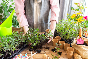 Pricking out, a man transplants young tomato and pepper seedlings into eco pots, transplanting seedlings from plastic containers into peat pots, preparing for spring planting in the ground