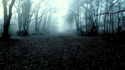Early morning sunlight rays shining through misty forest trees.An image of a tranquil forest bathed in morning light, light mist seeping through the trees - Powered by Adobe