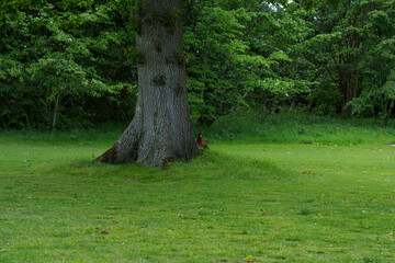 In the photo, a pheasant sits near a tall tree. The male stretches its neck high upward, calling loudly to attract females. The bird is surrounded by green grass.