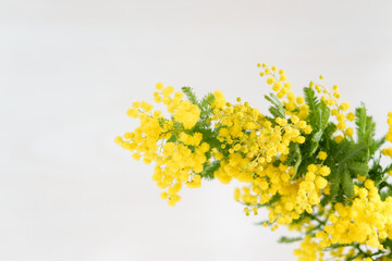 ミモザの花のアップ