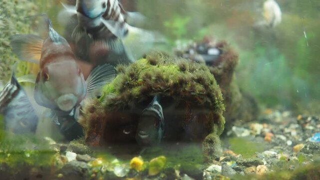 Black convict cichlid Amatitlania nigrofasciata is fish species from family Cichlidae, zebra cichlid. Convict cichlids are popular aquarium fish. Fish behaviour. Vertical black stripes on the body