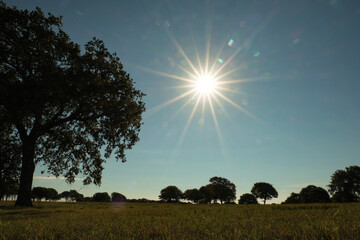 Scenic Texas field during summer season in countryside, sun burst in sky.