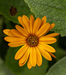 Obraz premium Close up of a golden orange daisy against a background of darlk green leaves. The seed head of a nearby flower is showing above and to the left