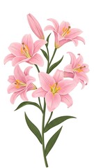 Delicate Pink Lilies Bouquet on Transparent Background