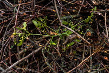 chopped fruit branches brushwood firewood for heating the house or for lighting a wood-burning stove or barbecue