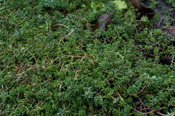 chopped fruit branches brushwood firewood for heating the house or for lighting a wood-burning stove or barbecue