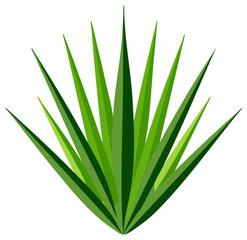 Green Agave Plant with Sharp Leaves on White Background Stylized Vector Illustration
