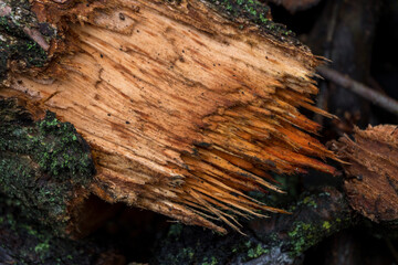 chopped fruit firewood for heating the house or for cooking meat on the grill