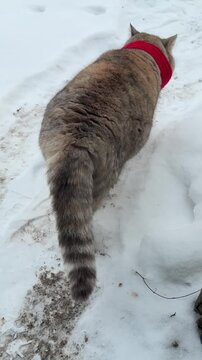 A cat runs along a snowy path, vertical video.