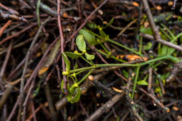 chopped fruit branches brushwood firewood for heating the house or for lighting a wood-burning stove or barbecue