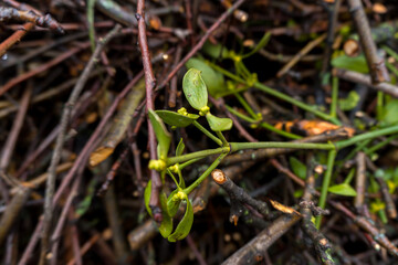 chopped fruit branches brushwood firewood for heating the house or for lighting a wood-burning stove or barbecue