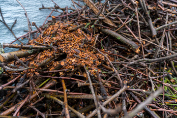 chopped fruit branches brushwood firewood for heating the house or for lighting a wood-burning stove or barbecue