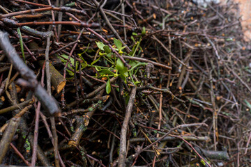 chopped fruit branches brushwood firewood for heating the house or for lighting a wood-burning stove or barbecue