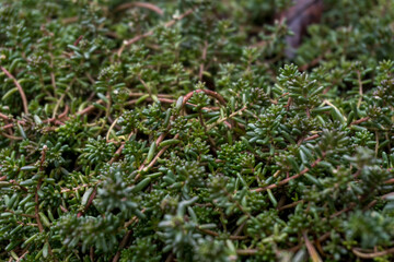 Decorative green thick bushes of flowers in the backyard in autumn