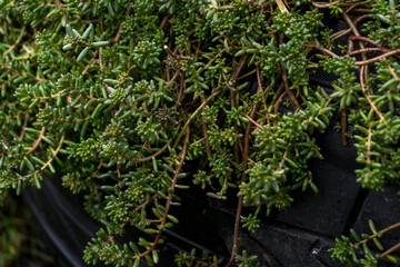 Decorative green thick bushes of flowers in the backyard in autumn