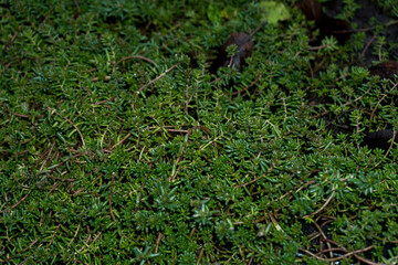 Decorative green thick bushes of flowers in the backyard in autumn