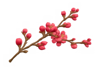 Cherry blossom branch with pink buds developing, symbolizing spring, new life, and beginning nature