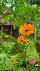 Fototapeta premium orange flower in the garden