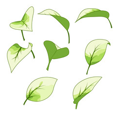 A set of leaves with colored fills and soft hues, executed in a flat, decorative vector style.