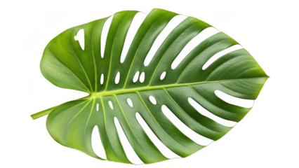 Large green leaf with deep veins