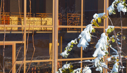 The branches and leaves of the tree are covered with thick snow.