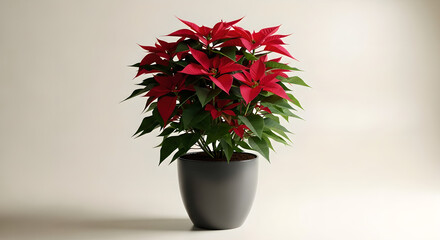 Red Green Leaves Potted Plant Isolated On White Background