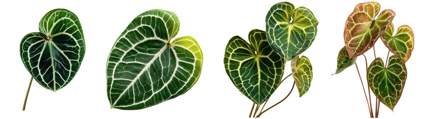 Set of plants, Anthurium clarinervium, isolated on transparent background. Fresh meat for cooking, food preparation, and advertisement.