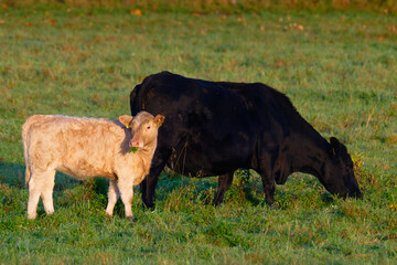 Kuhherde mit k&auml;lbern im Herbst in der Morgensonne	
