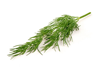 Fresh Dill sprig, isolated on white background