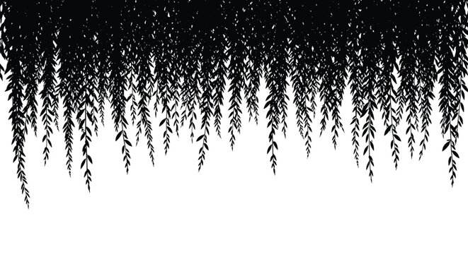 Dense black silhouette of weeping willow branches and leaves hanging down from the top edge of a white background.