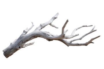 Branch of a dry tree laying on a white background showing twisted limbs and texture during daylight hours