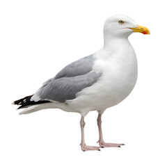 Obraz premium Seagull Isolated on White Background - Bird Portrait