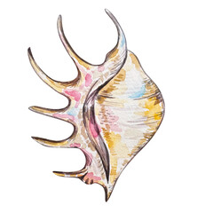 Watercolor seashell illustration isolated, underwater animals ocean.