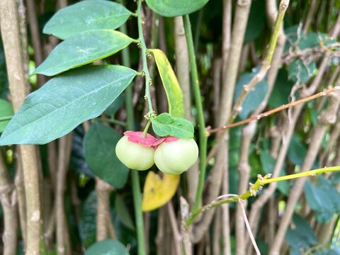 The fruit of Sauropus androgynus hangs from the tree.