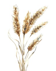 Watercolor wheat ear, hand drawn illustrations, isolated, bakery design, homemade baking