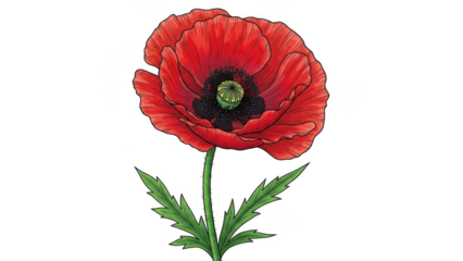 Vibrant red poppy flower