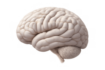 Human brain 3d rendering showing cerebrum and cerebellum, representing intelligence, thought, and cognitive science