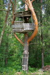 A makeshift hut at a height between the branches of a pine tree