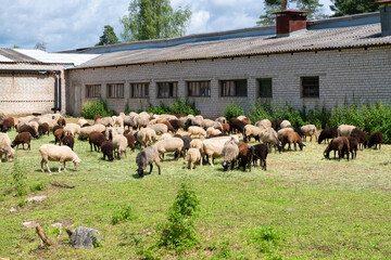 A flock of sheep on an agricultural farm eats dry grass