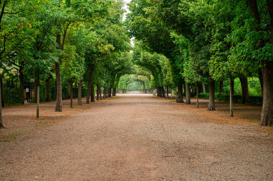 Green tree surrounded walk way in a park.