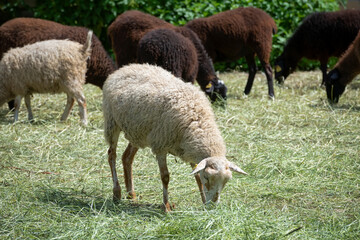 A flock of sheep on an agricultural farm eats dry grass