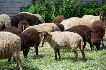 A flock of sheep on an agricultural farm eats dry grass