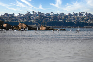 herd of flamingo
