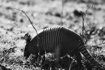 Nine-banded armadillo closeup in Texas field in black and white.