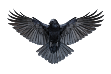 Bird with spread wings flying against a white background in a location that is not known, showcasing its feathers and form